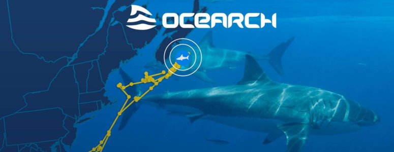 OCEARCH Poster of Shark