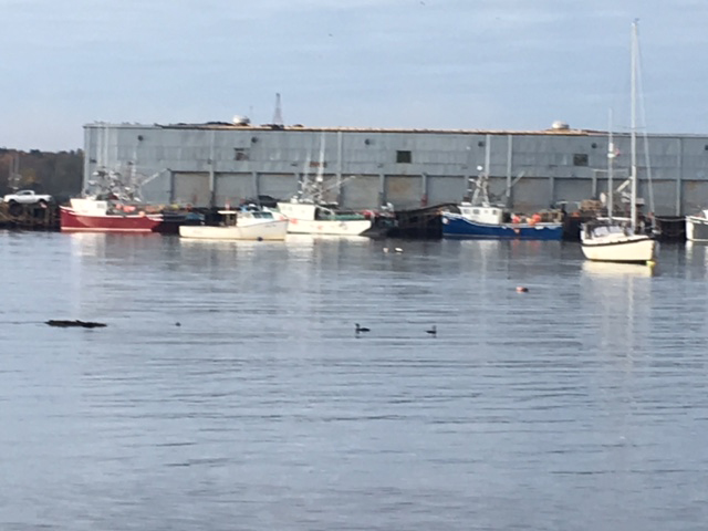 Herring Boats at the Wharf